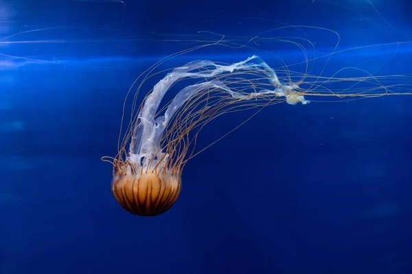 Beautiful jellyfish under the water - great for an article about the underwater world — Stock fotografie