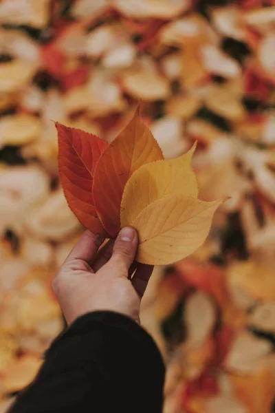 Вертикальный Снимок Руки Четырьмя Красными Желтыми Осенними Листьями Покрытой Листьями — стоковое фото
