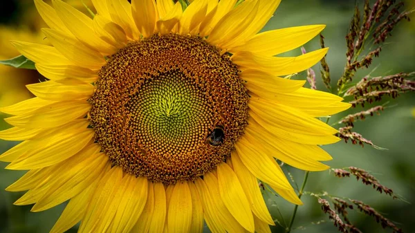 Zbliżenie pięknego słonecznika z owadem na płatkach wewnętrznych — Zdjęcie stockowe