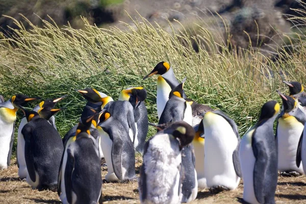 Group Cute Emperor Penguins Hanging Out Tierra Del Fuego Patagonia — Stock Photo, Image