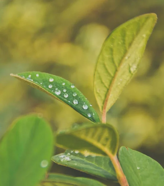 Captura selectiva de enfoque de una planta con hojas verdes cubiertas de rocío con un fondo borroso — Foto de Stock