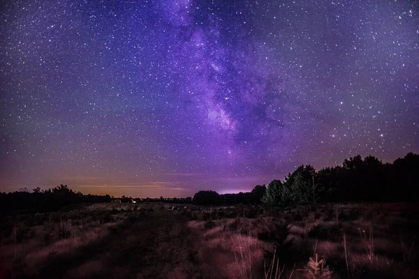 Breathtaking shot of trees with the purple sky full of stars  in the background — Stock Photo, Image