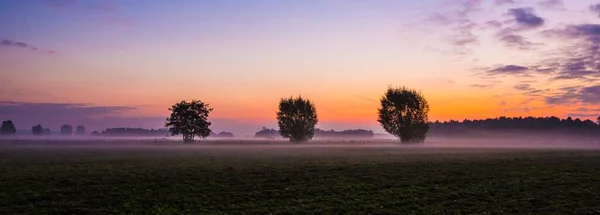 Cliché Panoramique Beaux Arbres Enveloppés Brouillard Sous Ciel Époustouflant Coucher — Photo