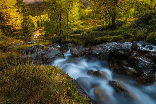 Krásná řeka procházející lesem s úžasnými stromy pod slunečním světlem — Stock fotografie