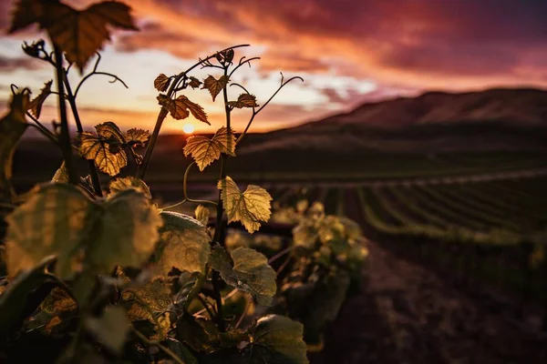 Zdjęcia z bliska zielonych liści winogron z pięknym zielonym krajobrazem w tle — Zdjęcie stockowe
