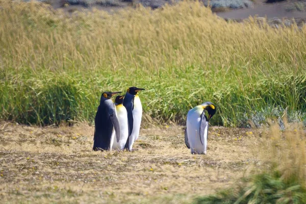 一群可爱的帝企鹅在巴塔哥尼亚的火地岛玩耍 — 图库照片
