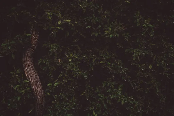 Belo tiro de uma árvore grossa com folhas verdes - ótimo para um fundo natural — Fotografia de Stock