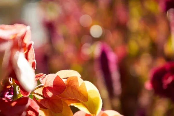 정원에 있는 햇빛 아래서 오렌지 잎이 달린 식물의 선택적 인 초점 — 스톡 사진