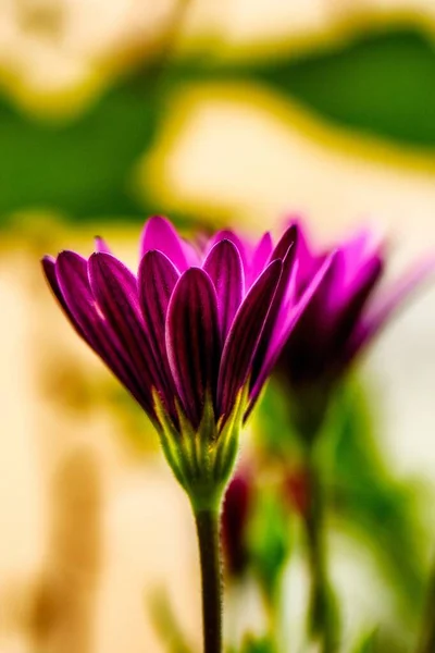 Pionowe zbliżenie zdjęcie pięknego purpurowo-płatkowego afrykańskiego kwiatka stokrotki na rozmytym tle — Zdjęcie stockowe