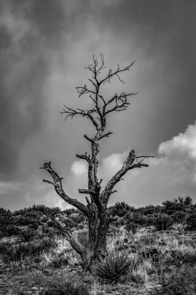 Вертикальний сірий знімок дерева на пустельному полі під хмарним небом — стокове фото