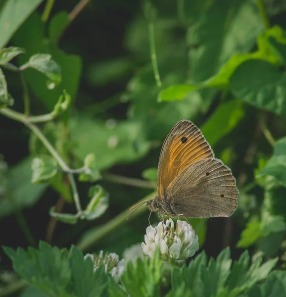 Tiro de foco seletivo de uma borboleta em uma flor branca com um fundo borrado em um jardim — Fotografia de Stock