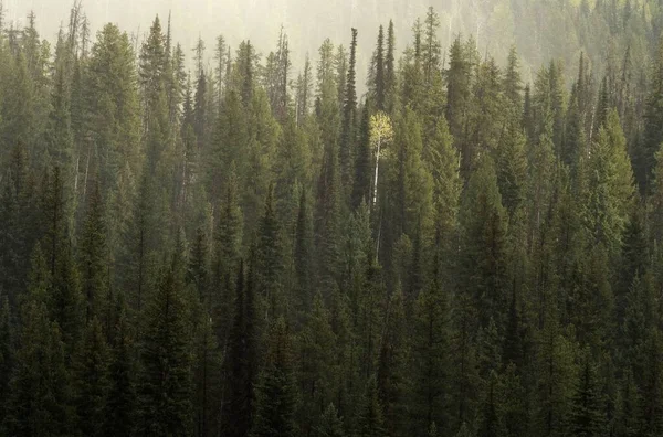 Una Vista Impresionante Bosque Lleno Hermosos Árboles Altos — Foto de Stock