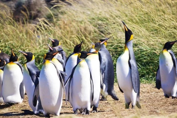 Grupp Söta Kejsarpingviner Som Hänger Tierra Del Fuego Patagonien — Stockfoto
