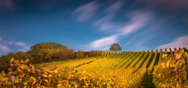 Amplo tiro de uma bela vinha com as nuvens no céu azul claro no fundo — Fotografia de Stock