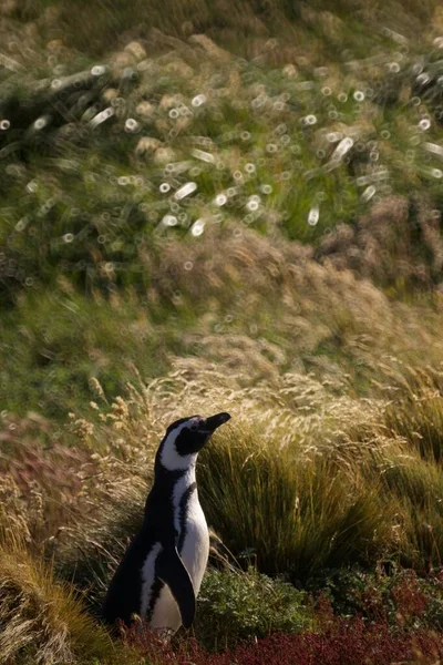 Punta Arenas Şili Deki Sevimli Bir Penguenin Dikey Odak Noktası — Stok fotoğraf