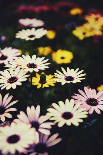 Enfoque selectivo de un hermoso campo con flores de margarita de colores —  Fotos de Stock