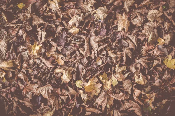 Vysoký Úhel Záběru Suchého Mokrého Listí Zemi Podzim Ideální Pro — Stock fotografie