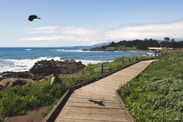Black bird flying over the ocean near a wooden pathway during daytime