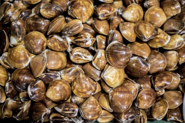 High angle shot of many identical brown seashells - perfect for a wallpaper — Stock Photo, Image