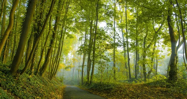Weitwinkelaufnahme einer Straße, die durch einen Wald voller schöner hoher Bäume führt, die tagsüber eingefangen werden — Stockfoto