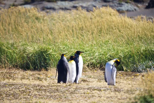 Egy Csapat Aranyos Császár Pingvin Lóg Tierra Del Fuego Ban — Stock Fotó