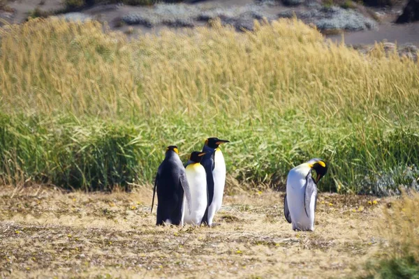 Grupo Lindos Pingüinos Emperadores Pasando Rato Tierra Del Fuego Patagonia — Foto de Stock