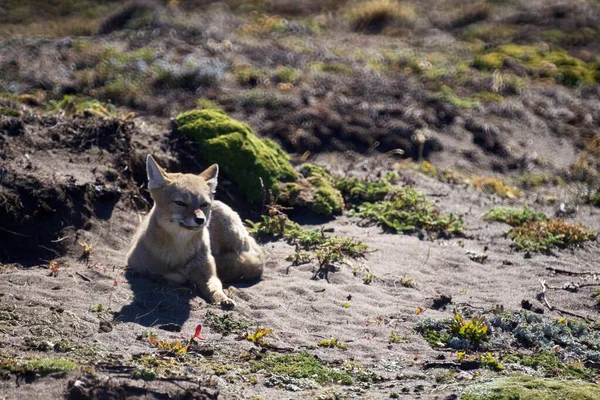 Focus selettivo di una simpatica volpe che si rilassa a terra nella Terra del Fuoco, Patagonia — Foto Stock