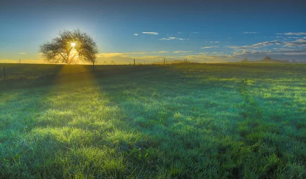Bela vista do sol brilhando através dos ramos de uma árvore em um campo coberto com grama — Fotografia de Stock