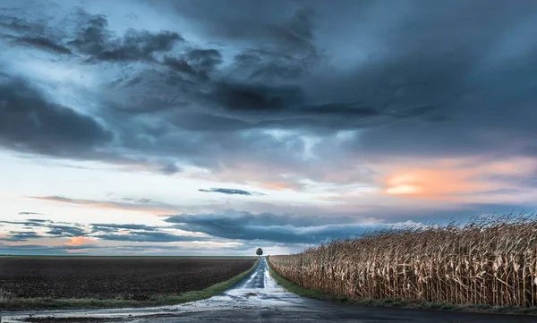 Прекрасна дорога, що проходить через ферму і кукурудзяне поле з деревом в кінці під барвистим небом — стокове фото
