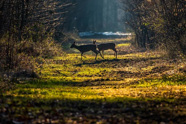 Beau Cliché Deux Cerfs Traversant Étroit Sentier Entouré Buissons Dans — Photo