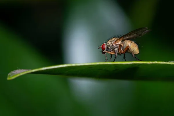 Fotografi Makro Lalat Pada Daun Hijau Dengan Latar Belakang Kabur — Stok Foto