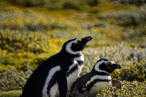 Tiro Seletivo Foco Dos Pinguins Bonitos Que Penduram Para Fora — Fotografia de Stock