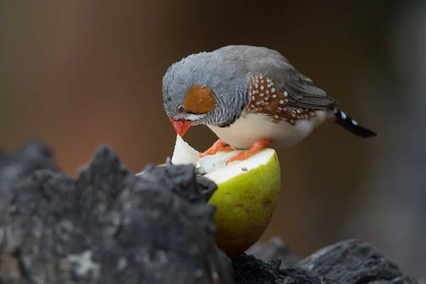 Carino uccello fringuello mangiare pera in piedi su formazioni rocciose su uno sfondo sfocato — Foto Stock