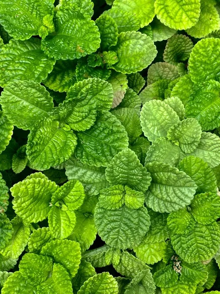 Tiro de ângulo alto vertical de um arbusto de folhas verdes — Fotografia de Stock