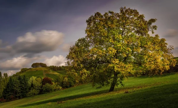Çimlerle kaplı bir tepede güzel bir ağaç. Arka planda bulutlu gökyüzünün altında ağaçlar var. — Stok fotoğraf