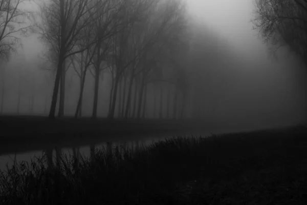 Grayscale tiro de árvores nuas perto do rio coberto com nevoeiro — Fotografia de Stock