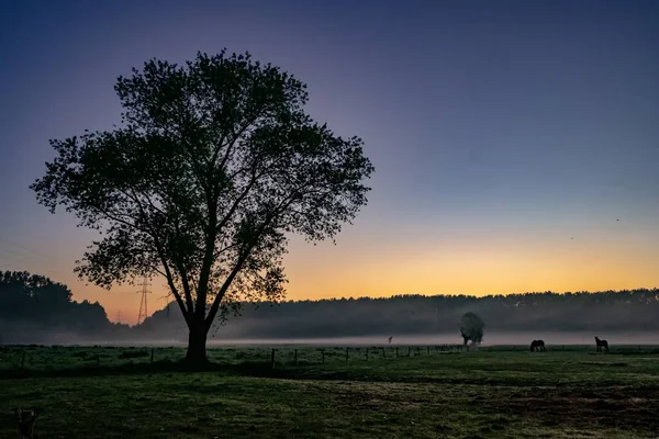 Single Tree Green Field Horses Pasture Sunset — 스톡 사진