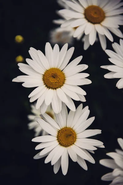 Vertikale Nahaufnahme schöner Gänseblümchen-Blumen - ideal für einen natürlichen Hintergrund — Stockfoto