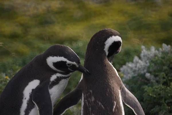 Tiro Seletivo Foco Dos Pinguins Bonitos Que Penduram Para Fora — Fotografia de Stock