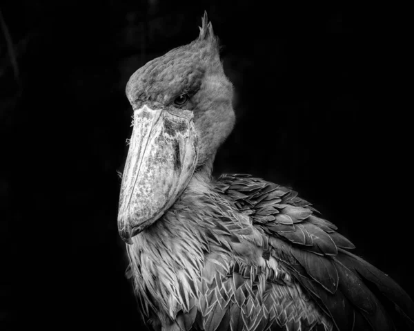 Gros Plan Niveaux Gris Pélican Brun Isolé Sur Fond Noir — Photo