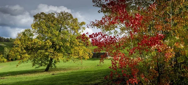 Amplio tiro de un árbol de hojas rojas y un árbol de hojas verdes en un campo cubierto de hierba bajo el cielo azul — Foto de Stock