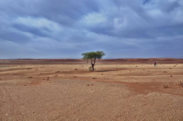 낮 에는 숨막힐 정도로 푸르른 하늘 아래 사막에 외로이 서 있는 나무 — 스톡 사진