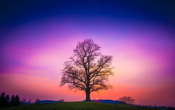 Beautiful Tree Grass Covered Hill Breathtaking Colorful Sky Background — ストック写真