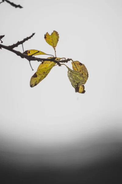 Tiro de foco seletivo vertical de ramo de árvore com folhas pequenas com um fundo branco — Fotografia de Stock