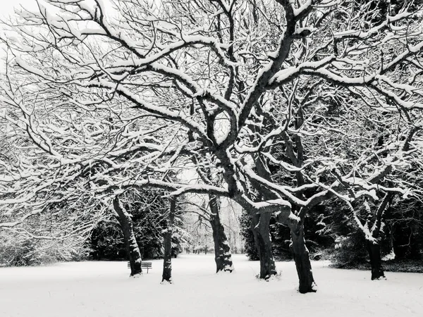 Balança de cinza das belas árvores cobertas de neve em um campo coberto de neve — Fotografia de Stock