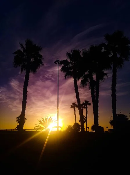 Vertikal bild av silhuetter av palmer och en solnedgång scen under den lila himlen i bakgrunden — Stockfoto