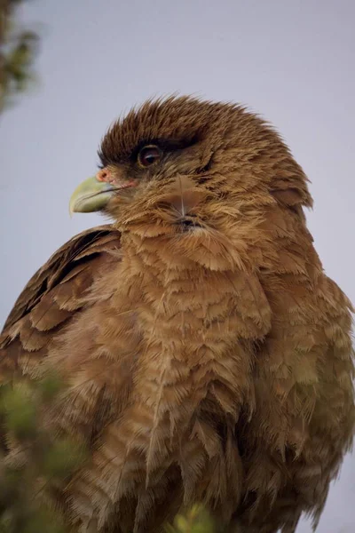 Primer plano de enfoque selectivo de un lindo pájaro rodillo marrón mirando a un lado en Reserva Laguna Nimez — Foto de Stock