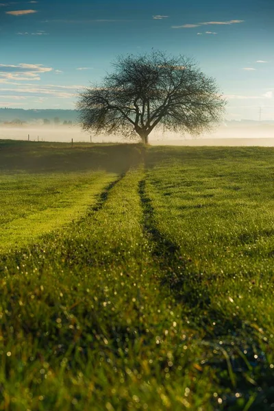 Vertical shot of a beautiful tree on a field covered with green grass under the blue sky — Stock Photo, Image