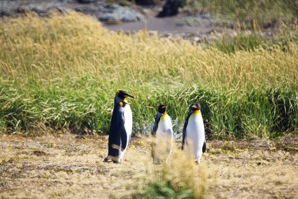 Ryhmä Söpöjä Keisaripingviinejä Hengailemassa Tierra Del Fuegossa Patagoniassa — kuvapankkivalokuva
