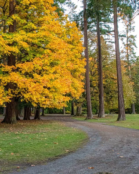 Imagen vertical de una vista impresionante de hermosos árboles de colores en un campo en un parque — Foto de Stock